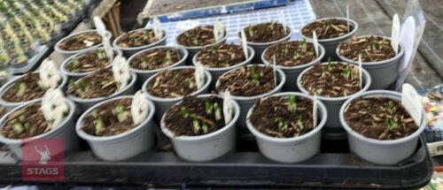 20 WHITE CROCUS POTS