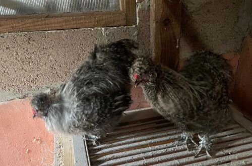 2 UNSEXED ORGANI CHICKENS - BIDS PER LIFE