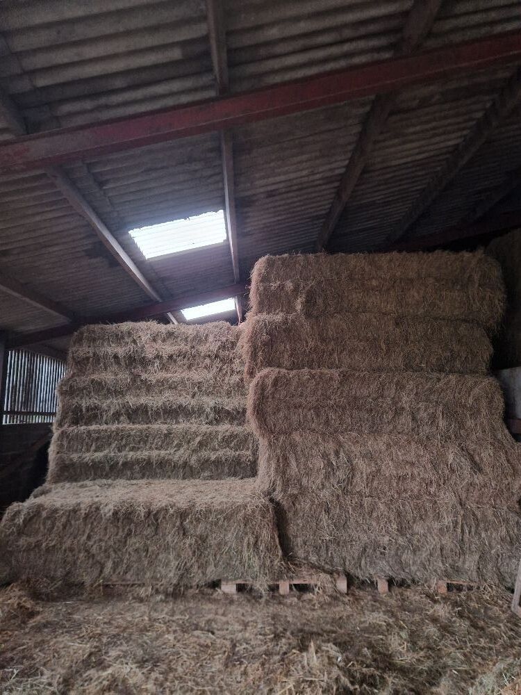 30 SQUARE BALES OF 1ST CUT 2025 HAY - BIDS PER BALE