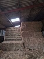 30 SQUARE BALES OF 1ST CUT 2025 HAY - BIDS PER BALE