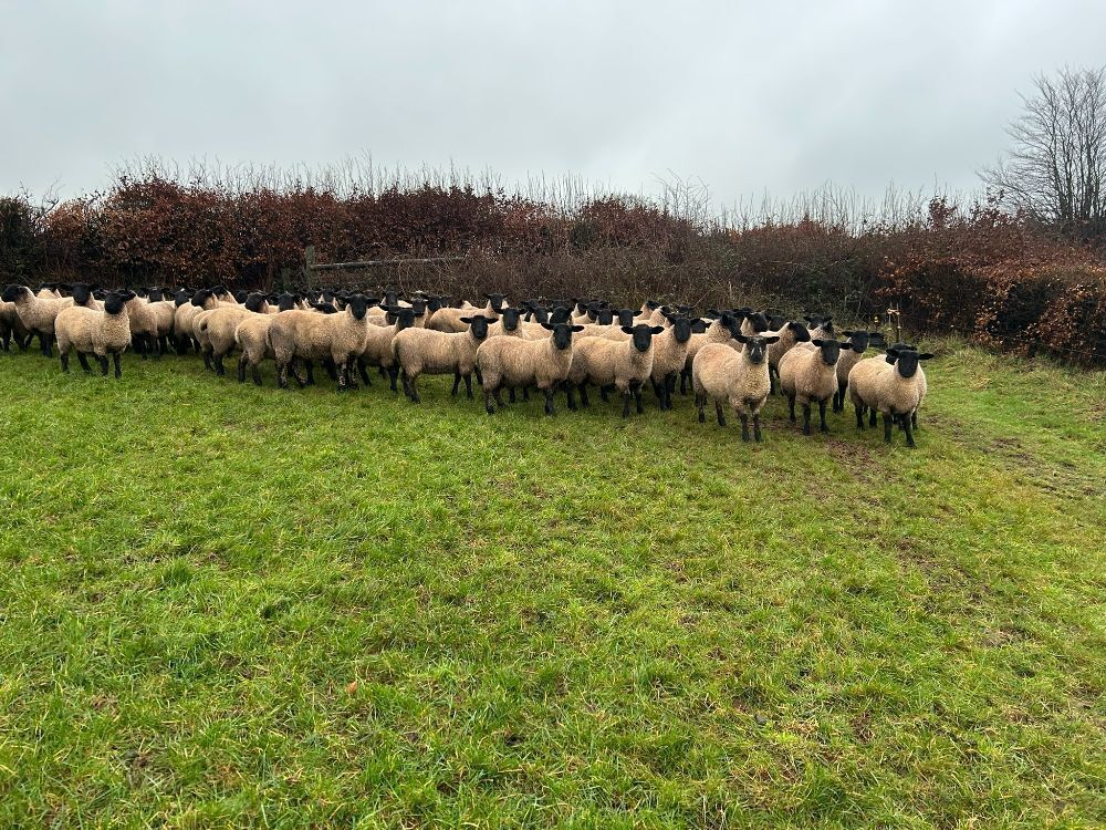 50 SUFFOLK MULE EWE LAMBS - BIDS PER LIFE