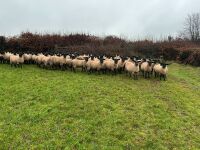 50 SUFFOLK MULE EWE LAMBS - BIDS PER LIFE