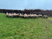 50 SUFFOLK MULE EWE LAMBS - BIDS PER LIFE - 2