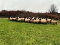 50 SUFFOLK MULE EWE LAMBS - BIDS PER LIFE - 3