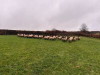 50 SUFFOLK MULE EWE LAMBS - BIDS PER LIFE - 4
