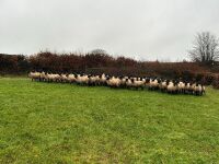 50 SUFFOLK MULE EWE LAMBS - BIDS PER LIFE - 5