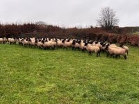 50 SUFFOLK MULE EWE LAMBS - BIDS PER LIFE - 6