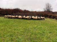 50 SUFFOLK MULE EWE LAMBS - BIDS PER LIFE - 7