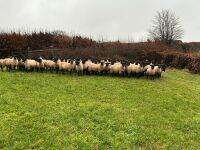 50 SUFFOLK MULE EWE LAMBS - BIDS PER LIFE - 8