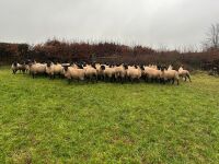 50 SUFFOLK MULE EWE LAMBS - BIDS PER LIFE - 9