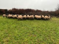 50 SUFFOLK MULE EWE LAMBS - BIDS PER LIFE - 10