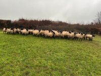 50 SUFFOLK MULE EWE LAMBS - BIDS PER LIFE - 12