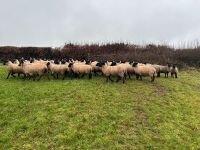50 SUFFOLK MULE EWE LAMBS - BIDS PER LIFE - 13