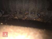 2014 MCCONNEL 5565 HEDGETRIMMER - 4