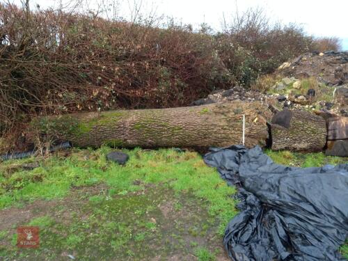 TREE TRUNK