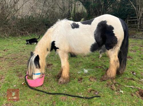 8YO 12.2HH GYPSY COB MARE