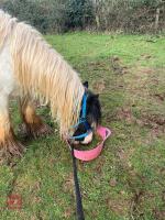 8YO 12.2HH GYPSY COB MARE - 15