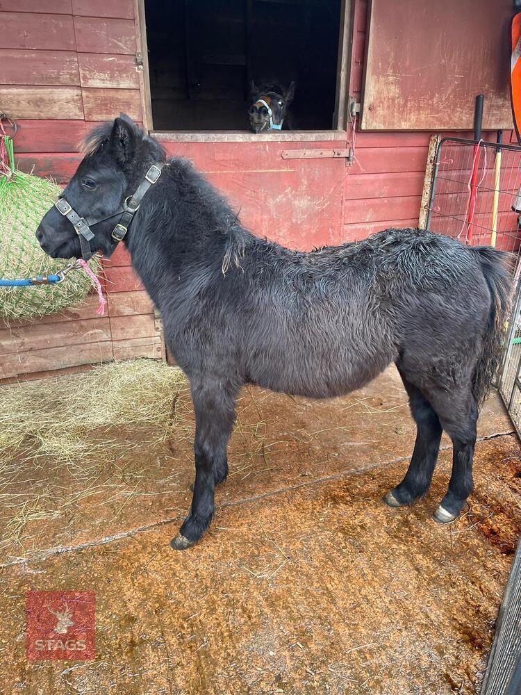 10MO 12.2HH DARTMOOR HILL FILLY