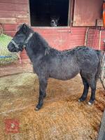 10MO 12.2HH DARTMOOR HILL FILLY