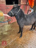 10MO 12.2HH DARTMOOR HILL FILLY - 2