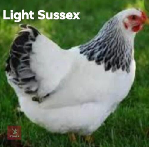 4 LIGHT SUSSEX PULLETS - BIDS PER LIFE