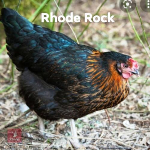 4 RHODE ROCK PULLETS - BIDS PER LIFE