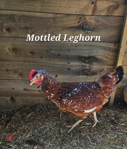 4 MOTTLED LEGHORN PULLETS - BIDS PER LIFE