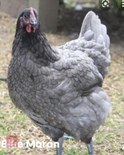 4 BLUE MARAN PULLETS - BIDS PER LIFE
