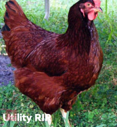 4 UTILITY RHODE ISLAND RED PULLETS - BIDS PER LIFE