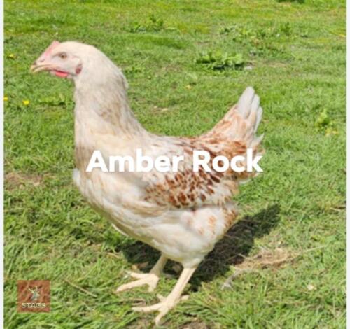 4 AMBER ROCK PULLETS - BIDS PER LIFE