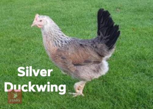 4 SILVER DUCK WING LEGHORN PULLETS - BIDS PER LIFE