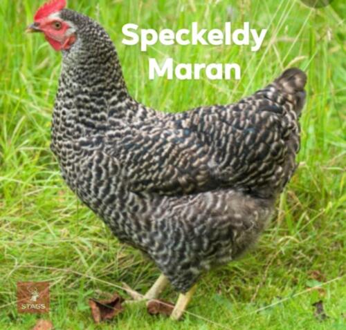 4 SPECKLEDY MARAN PULLETS - BIDS PER LIFE