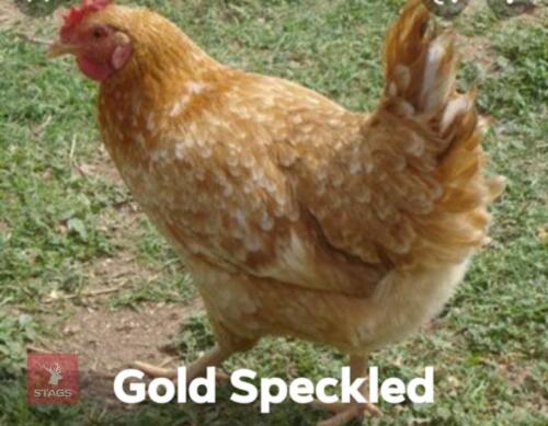 4 GOLD SPECKLED PULLETS - BIDS PER LIFE