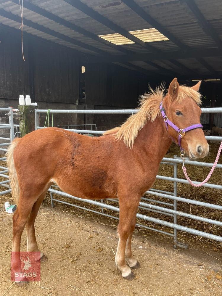 10MO BRITISH SPOTTED FILLY