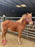 10MO BRITISH SPOTTED FILLY