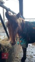 10MO BRITISH SPOTTED FILLY - 2