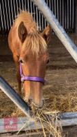 10MO BRITISH SPOTTED FILLY - 3