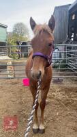 10MO BRITISH SPOTTED FILLY - 4