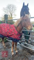 10MO BRITISH SPOTTED FILLY - 5