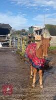10MO BRITISH SPOTTED FILLY - 6
