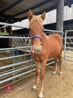 10MO BRITISH SPOTTED FILLY - 7