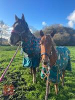 10MO BRITISH SPOTTED FILLY - 8