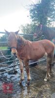 10MO BRITISH SPOTTED FILLY - 9