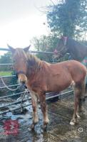 10MO BRITISH SPOTTED FILLY - 10
