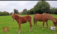 10MO BRITISH SPOTTED FILLY - 11