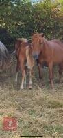 10MO BRITISH SPOTTED FILLY - 12
