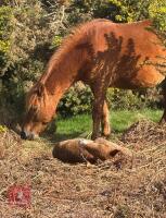 10MO BRITISH SPOTTED FILLY - 13