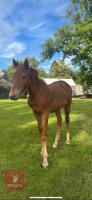 10MO BRITISH SPOTTED FILLY - 14