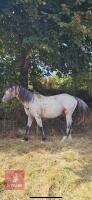 10MO BRITISH SPOTTED FILLY - 15