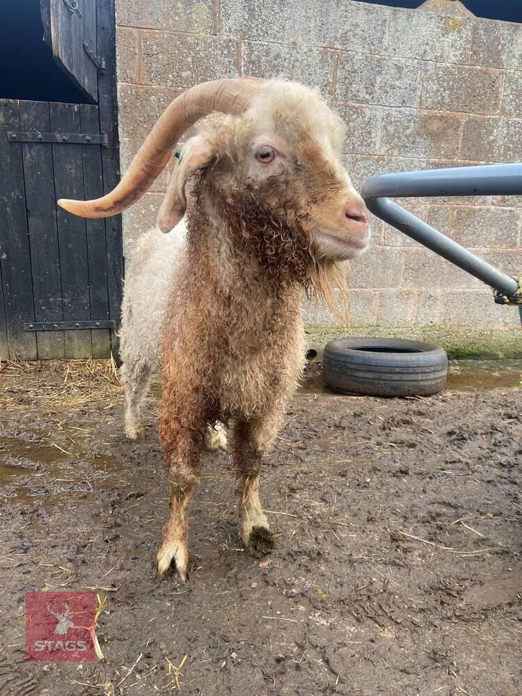 4YO ANGORA BILLY GOAT
